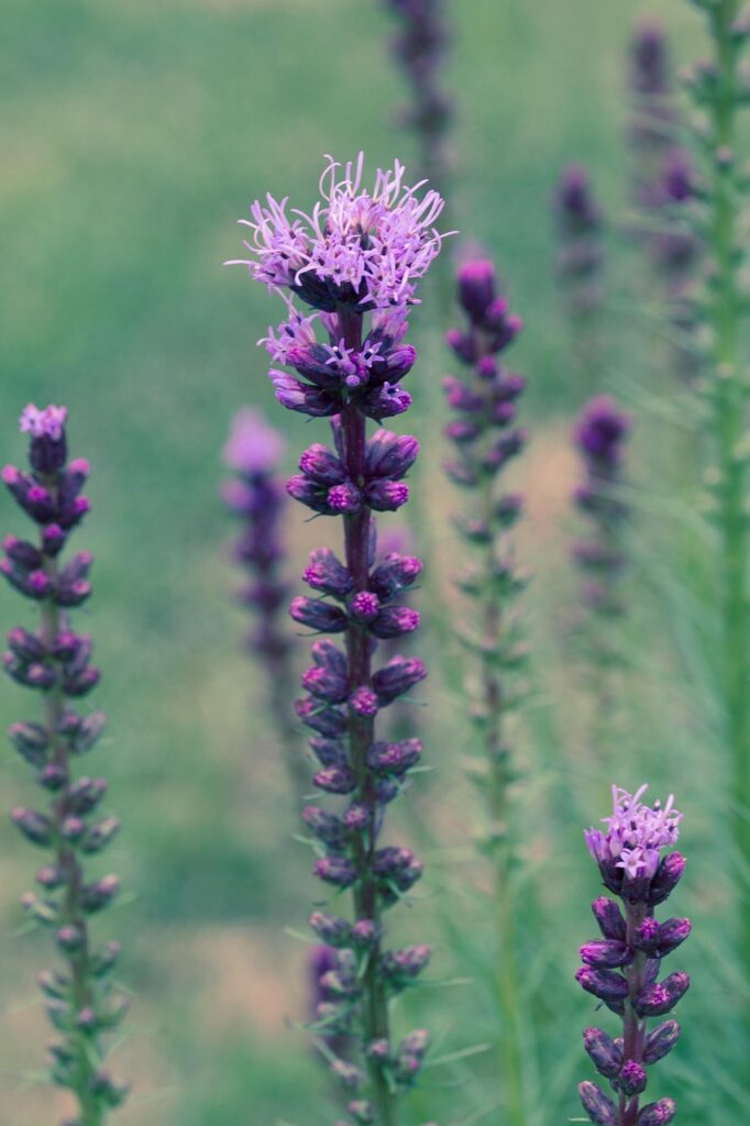 liatris spicata, splendor notch, nature, flower background, beautiful flowers, shrub, flower, plant, bloom, flower wallpaper, composites