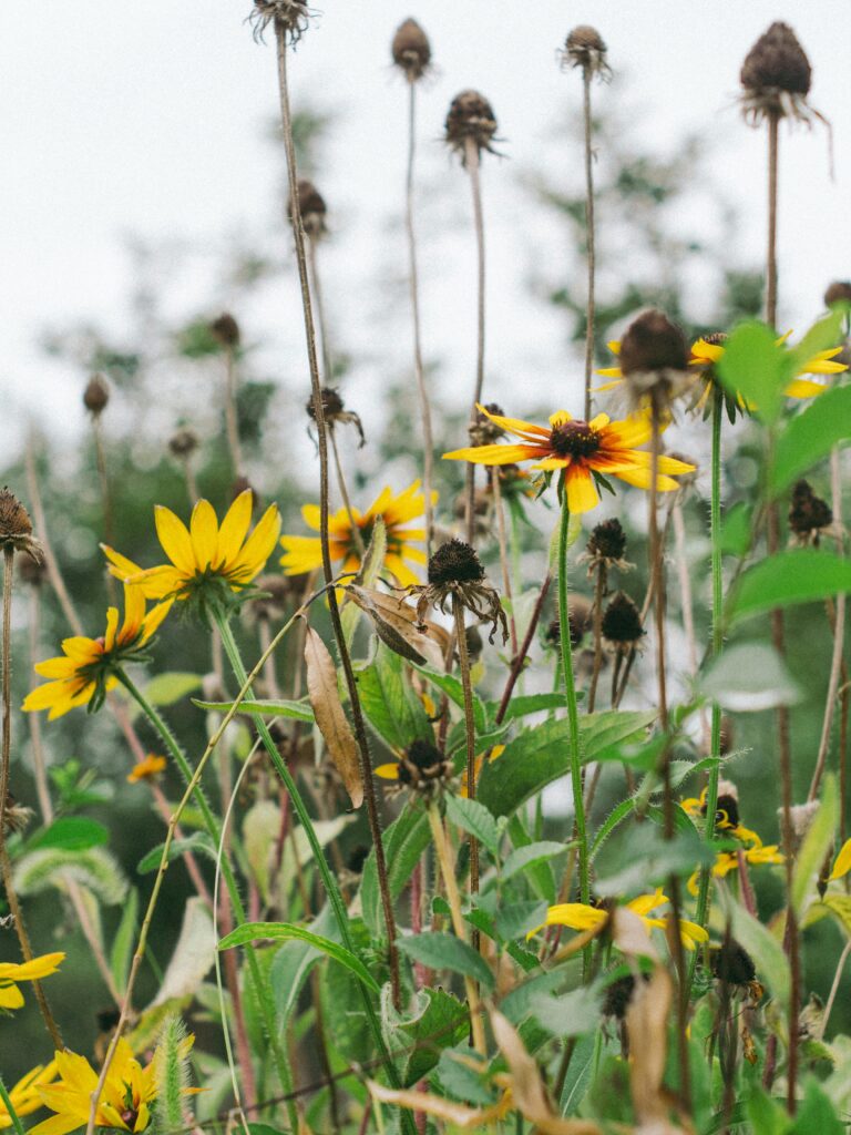 A close-up of lively Black-Eyed Susans blooming in a serene rural meadow.