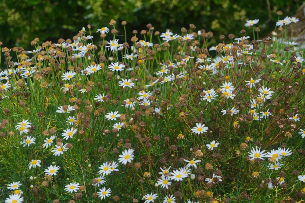 A lush field of white and yellow wildflowers in full bloom, capturing nature's beauty.